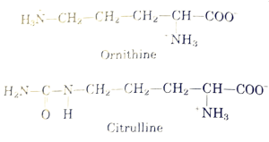 What Are Uncommon Amino Acids? A Deep Dive into Their Roles and Importance