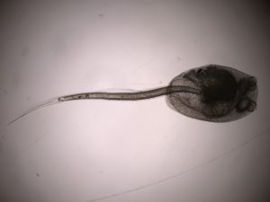 Ascidian Tadpole Larvae and Herdmania
