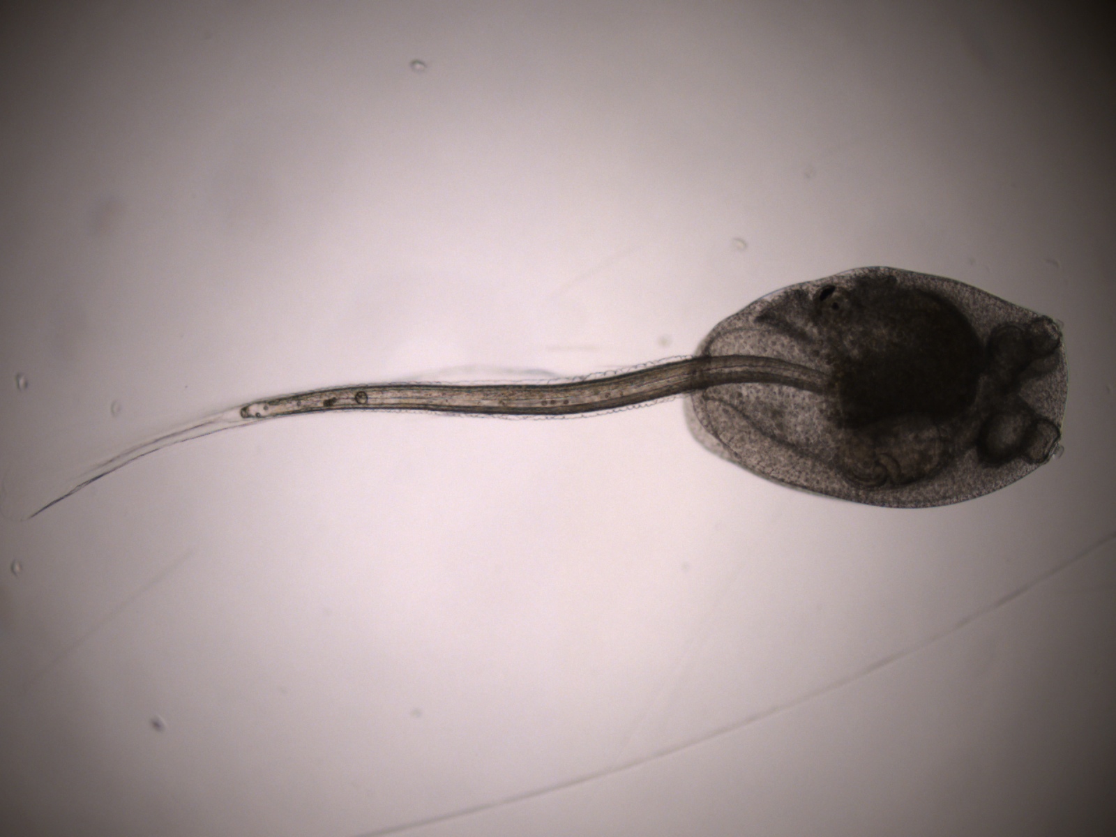 Ascidian Tadpole Larvae and Herdmania