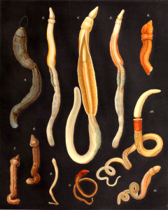 Balanoglosus