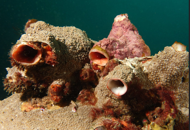Herdmania and Bronchiostoma