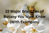 22 Major Branches of Botany You Must Know