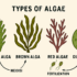 Classification of Kingdom Plantae (Metaphyta)