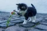 Comprehensive Notes on Behavior in Ethology