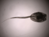 Ascidian Tadpole Larvae and Its Retrogressive Metamorphosis