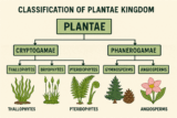 Classification of Kingdom Plantae (Metaphyta)