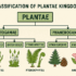 Algae -Characteristics, History Classification and Life Cycle