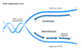 DNA Replication Detailed Process