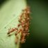 Understanding Sociobiology: The Evolution of Social Behavior