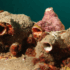 Ascidian Tadpole Larvae and Its Retrogressive Metamorphosis
