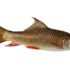 Sea Lamprey (Petromyzon marinus) Brief Introduction