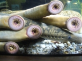 Sea Lamprey (Petromyzon marinus) Brief Introduction