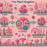 The Plant Kingdom: A Comprehensive Overview