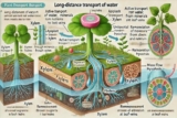 Transport in Plants