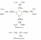 What Are Uncommon Amino Acids? A Deep Dive into Their Roles and Importance