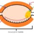 DNA Replication Detailed Process
