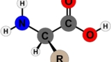 Exploring Amino Acids: Essential, Non-Essential, and Beyond