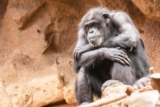 Introduction and History of Ethology